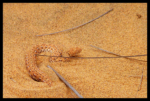 vipère du Namib